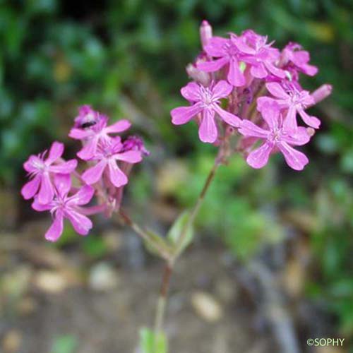 Silène à bouquets - Atocion armeria