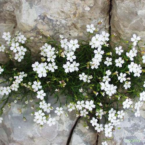 Silène à quatre dents - Heliosperma pusillum subsp. pusillum