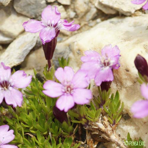 Silène acaule - Silene acaulis subsp. cenisia