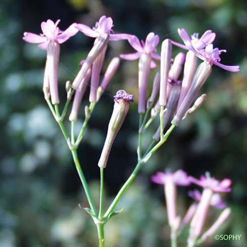 Silène attrape-mouches - Silene muscipula