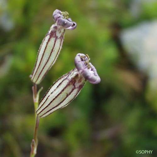 Silène cilié - Silene ciliata