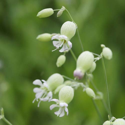 Silène commun - Silene vulgaris subsp. vulgaris