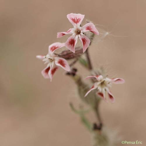 Silène d'Angleterre - Silene gallica