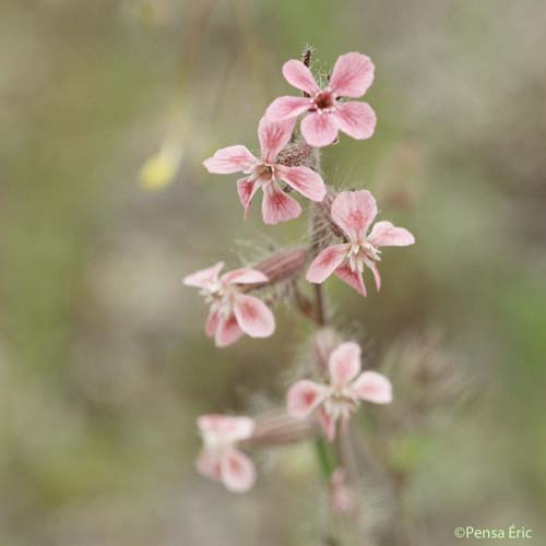 Silène d'Angleterre - Silene gallica