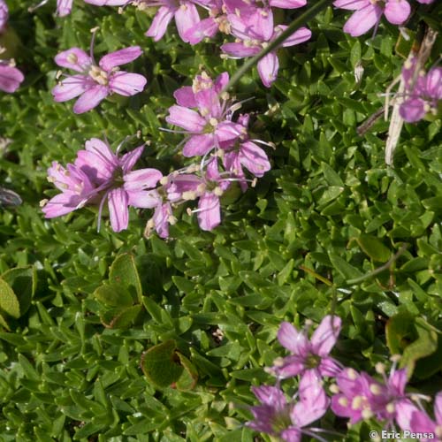 Silène fausse Mousse - Silene acaulis subsp. bryoides