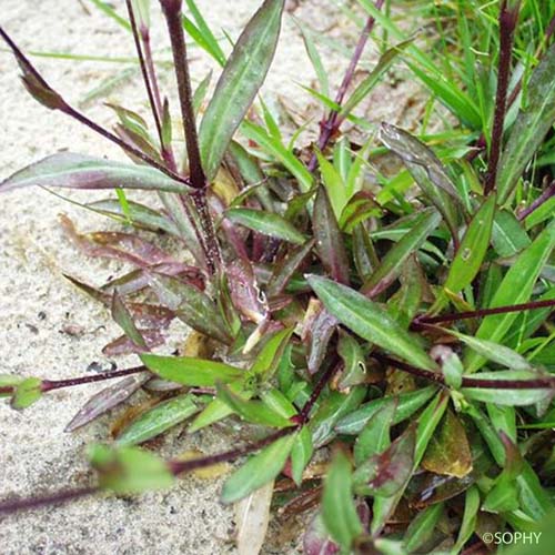 Silène fleur de coucou - Lychnis flos-cuculi subsp. flos-cuculi