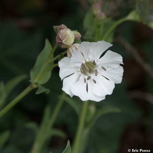 Silène maritime - Silene uniflora subsp. uniflora