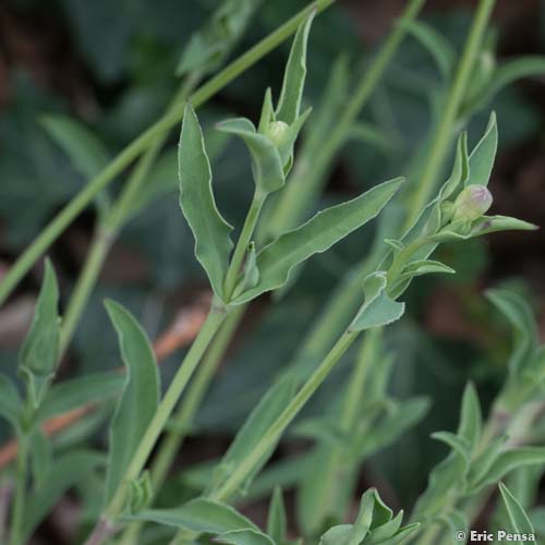 Silène maritime - Silene uniflora subsp. uniflora