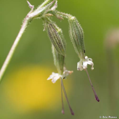 Silène penché - Silene nutans subsp. nutans