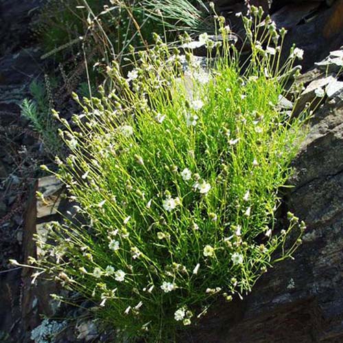 Silène saxifrage - Silene saxifraga