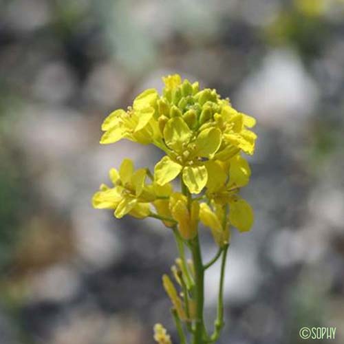 Sisymbre d'Autriche - Sisymbrium austriacum