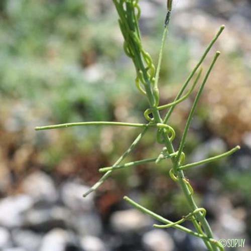 Sisymbre d'Autriche - Sisymbrium austriacum