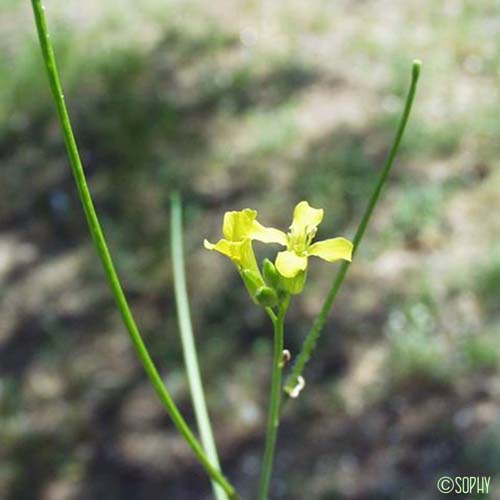 Sisymbre d'Orient - Sisymbrium orientale subsp. orientale