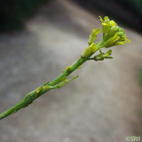 Sisymbre officinal - Sisymbrium officinale