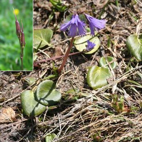 Soldanelle des Alpes - Soldanella alpina subsp. alpina