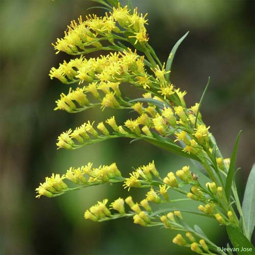 Solidage du Canada - Solidago canadensis