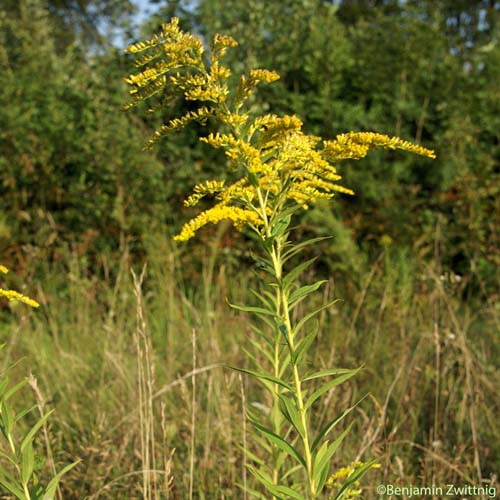 Solidage du Canada - Solidago canadensis