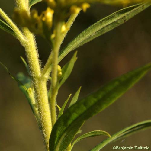 Solidage du Canada - Solidago canadensis