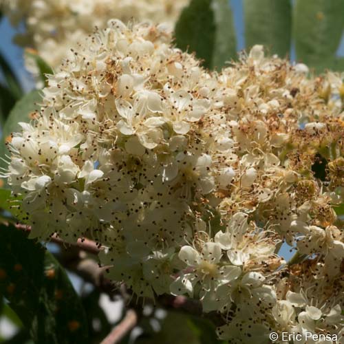 Sorbier des oiseaux - Sorbus aucuparia subsp. aucuparia