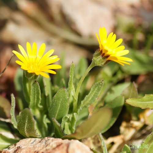 Souci des champs - Calendula arvensis