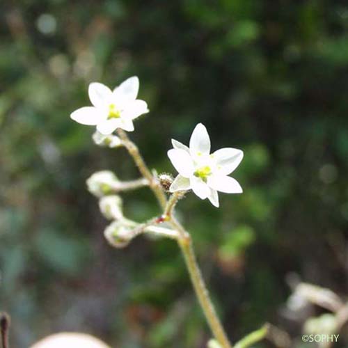 Spargoute des champs - Spergula arvensis