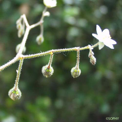 Spargoute des champs - Spergula arvensis