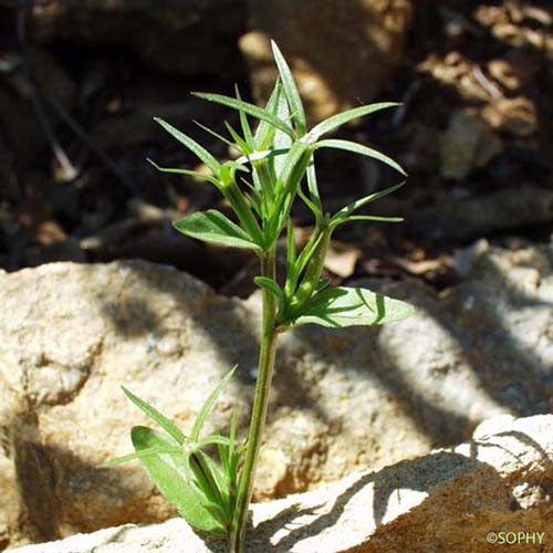 Spéculaire en faux - Legousia falcata subsp. falcata