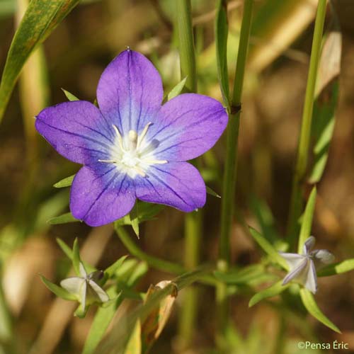 Spéculaire pentagonale - Legousia speculum-veneris subsp. pentagonia