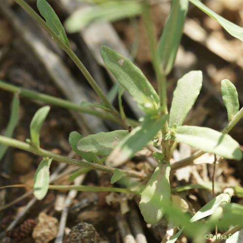 Spéculaire pentagonale - Legousia speculum-veneris subsp. pentagonia