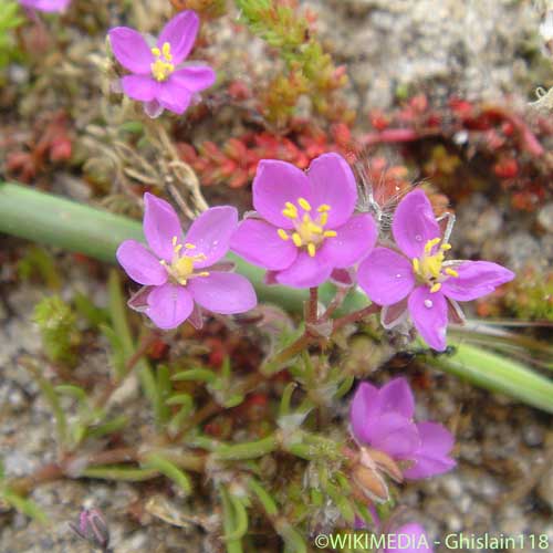 Spergulaire des rochers - Spergula rupicola