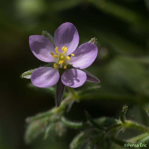 Spergulaire rouge - Spergula rubra