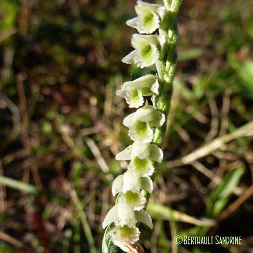 Spiranthe d'automne - Spiranthes spiralis