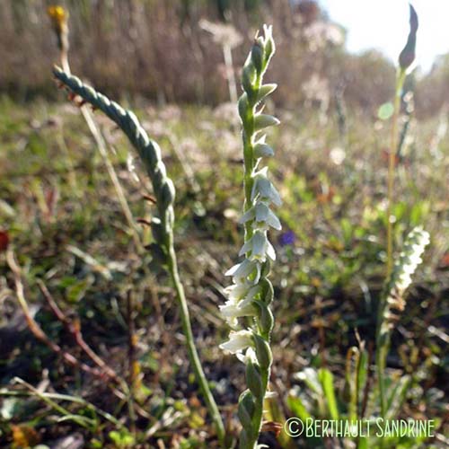 Spiranthe d'automne - Spiranthes spiralis