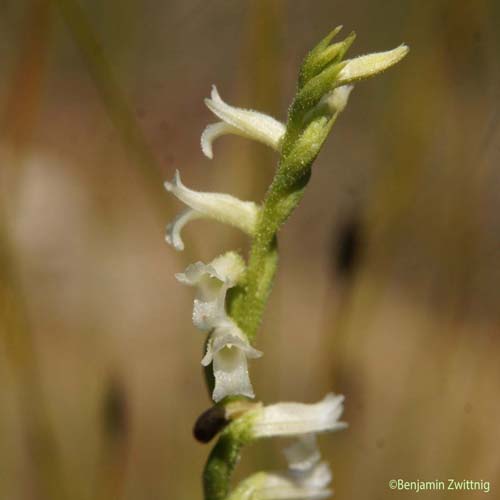 Spiranthe d'été - Spiranthes aestivalis