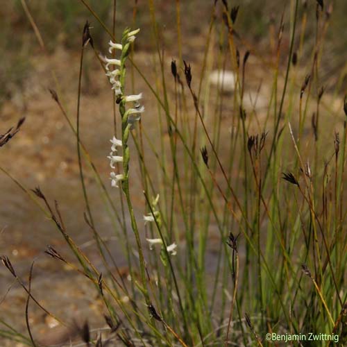 Spiranthe d'été - Spiranthes aestivalis