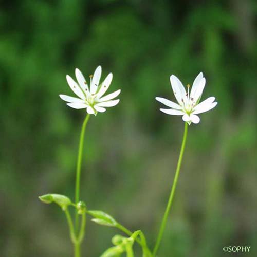 Stellaire à feuilles de graminée - Stellaria graminea