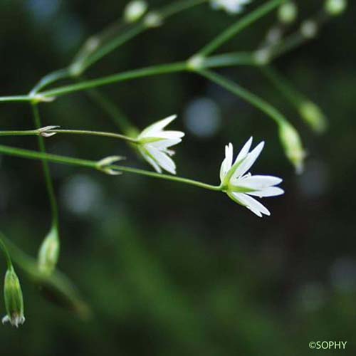 Stellaire à feuilles de graminée - Stellaria graminea