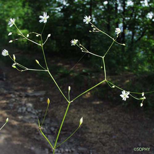 Stellaire à feuilles de graminée - Stellaria graminea