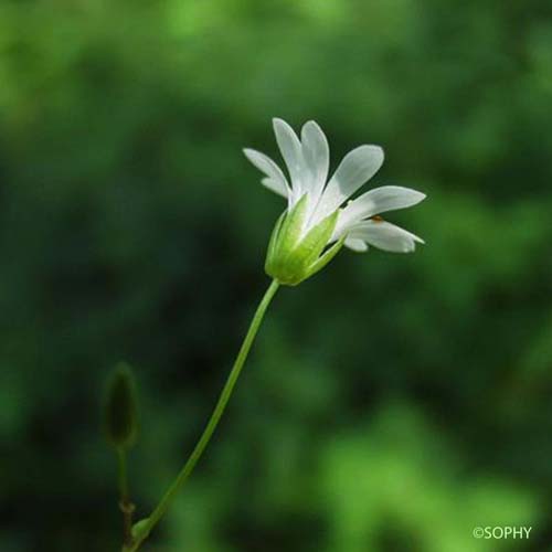 Stellaire à graines barbues - Stellaria nemorum subsp. montana