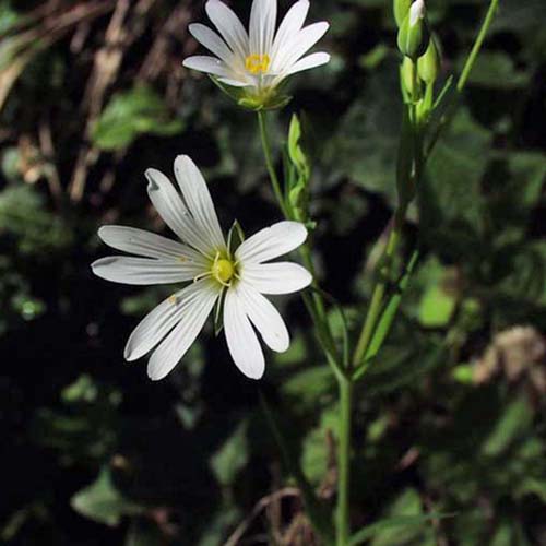Stellaire holostée - Rabelera holostea