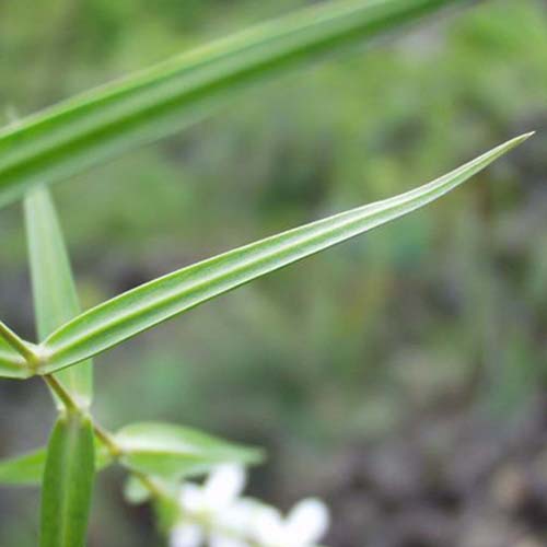 Stellaire holostée - Rabelera holostea
