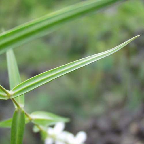 Stellaire holostée - Stellaria holostea