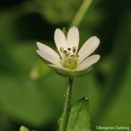 Stellaire négligée - Stellaria neglecta