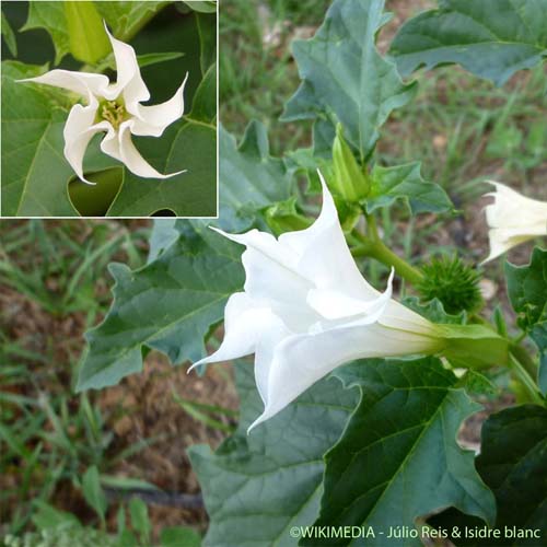 Stramoine commune - Datura stramonium