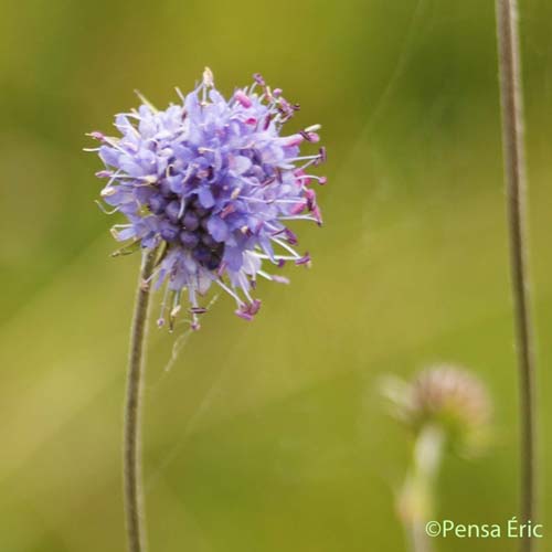 Succise des prés - Succisa pratensis