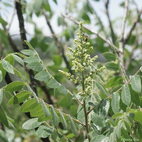 Sumac des corroyeurs - Rhus coriaria