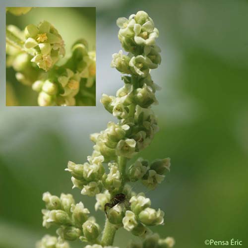 Sumac des corroyeurs - Rhus coriaria