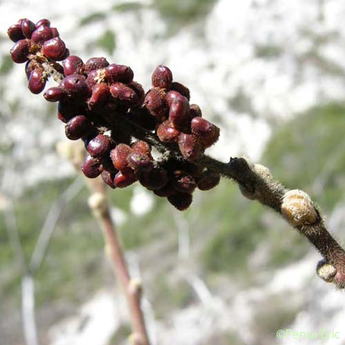 Sumac des corroyeurs - Rhus coriaria