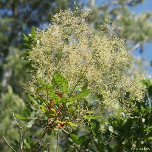 Sumac fustet - Cotinus coggygria