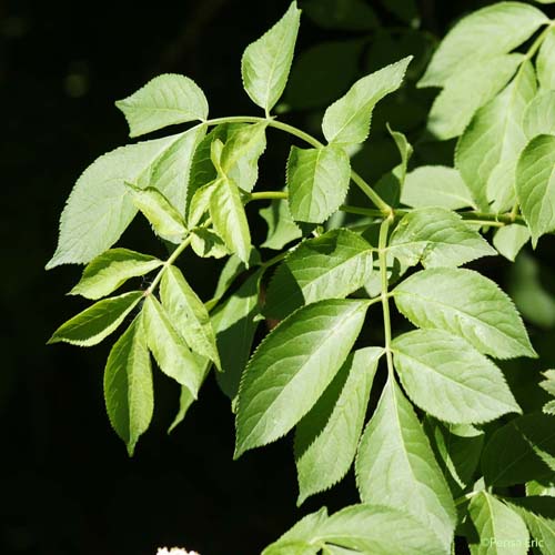 Sureau noir - Sambucus nigra